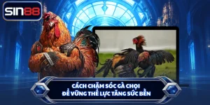 Cách Chăm Sóc Gà Chọi Để Vững Thể Lực Tăng Sức Bền