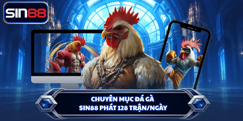 Chuyên mục đá gà SIN88 phát 128 trận/ngày
