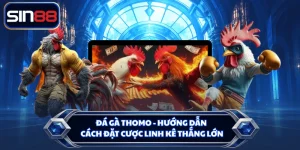 Đá Gà Thomo - Hướng Dẫn Cách Đặt Cược Linh Kê Thắng Lớn