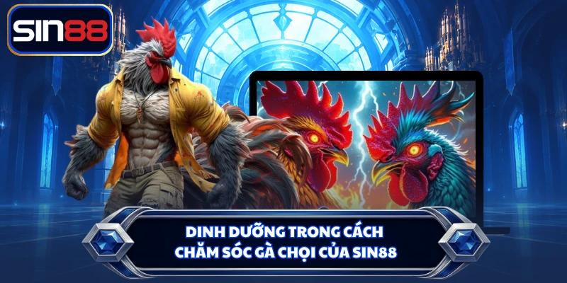 Dinh dưỡng trong cách chăm sóc gà chọi của SIN88