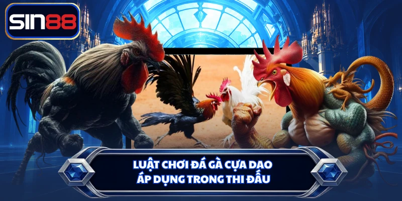 Luật chơi đá gà cựa dao áp dụng trong thi đấu